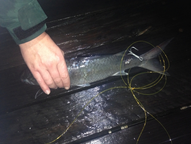 North Coast jaggers snagged